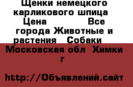 Щенки немецкого карликового шпица › Цена ­ 20 000 - Все города Животные и растения » Собаки   . Московская обл.,Химки г.